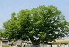 나무 - 느티나무